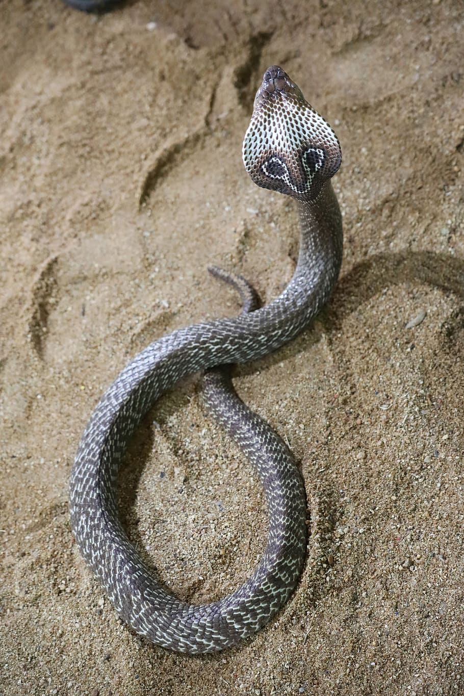snake, nature, poison, about, reptile, india, animal themes HD wallpaper