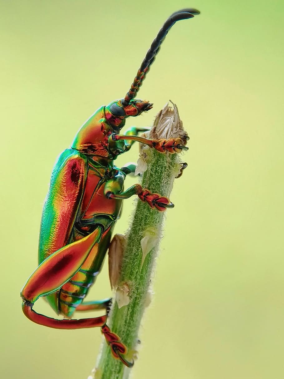 Jewel Beetle on Tree Branch, animal, antenna, beautiful, biology, HD wallpaper