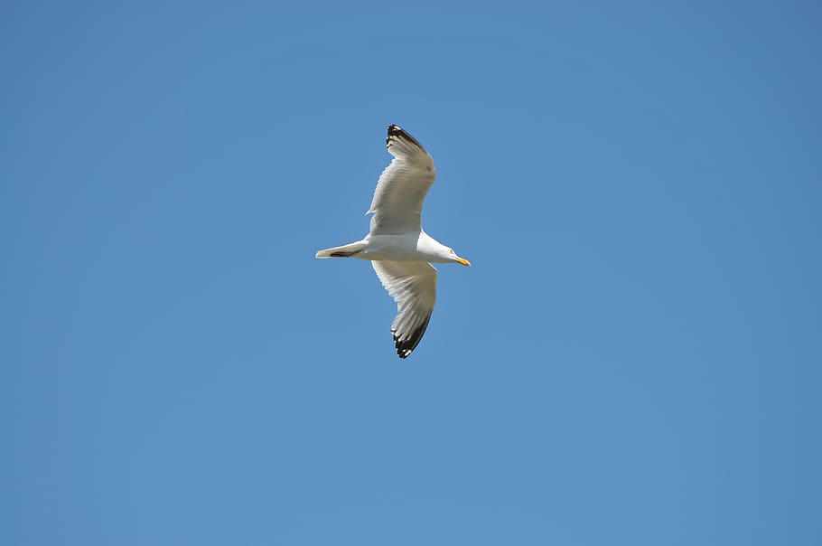 gull, bird, sky, flying, animals in the wild, animal wildlife HD wallpaper