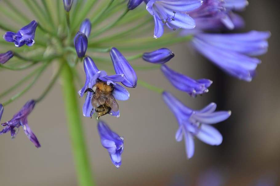 bee, blossom, bloom, insect, plant, garden, animal, nectar HD wallpaper