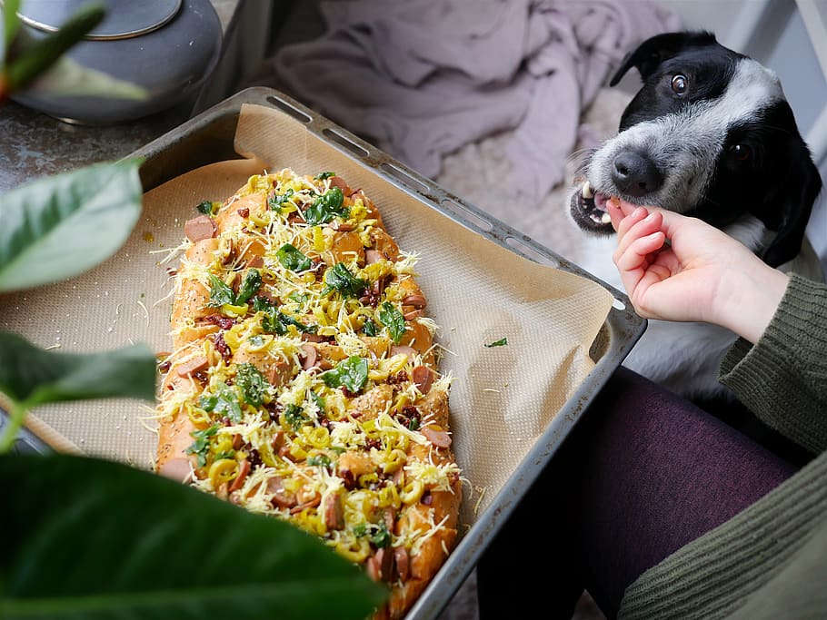 dog eating pizza, food, domestic animals, food and drink, one animal HD wallpaper