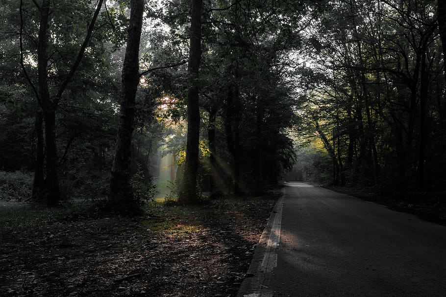road beneath a forest, tree, road trip, woodland, nature, outdoors HD wallpaper