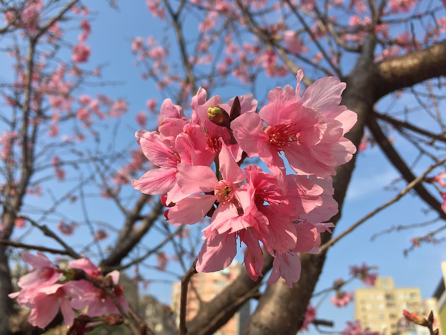 taiwan, taipei, natural, sakura, 櫻花, 大自然, cherry, HD wallpaper
