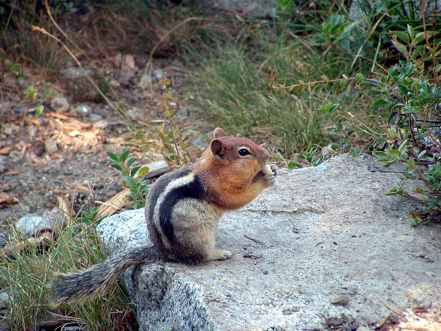 chipmunk, nibbling chipmunk, cheeks, rodent, animal wildlife HD wallpaper