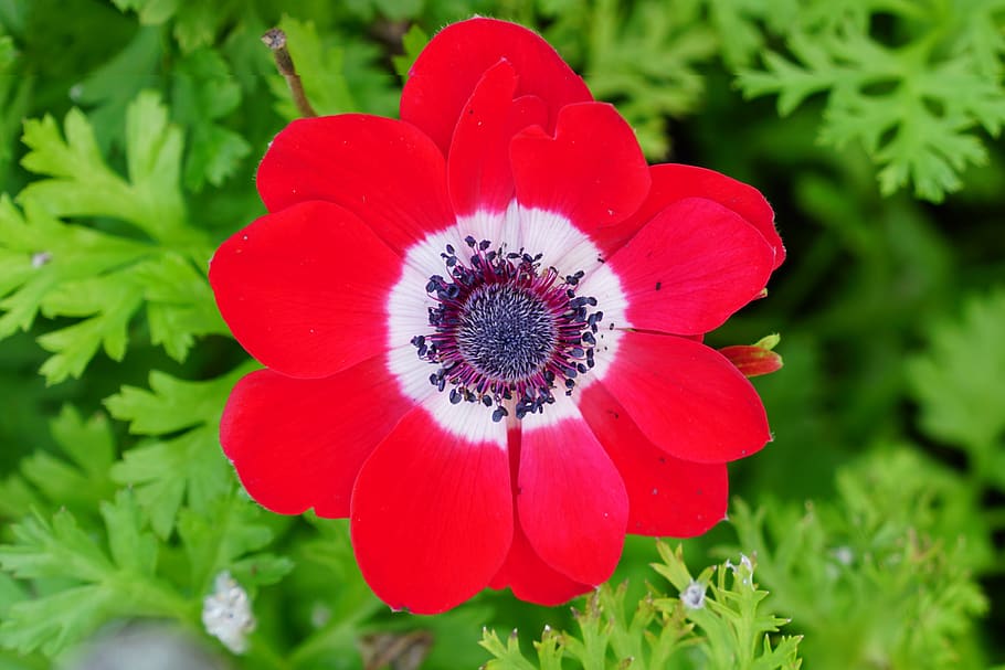 united states, eugene, plant, flowering plant, close-up, fragility HD wallpaper