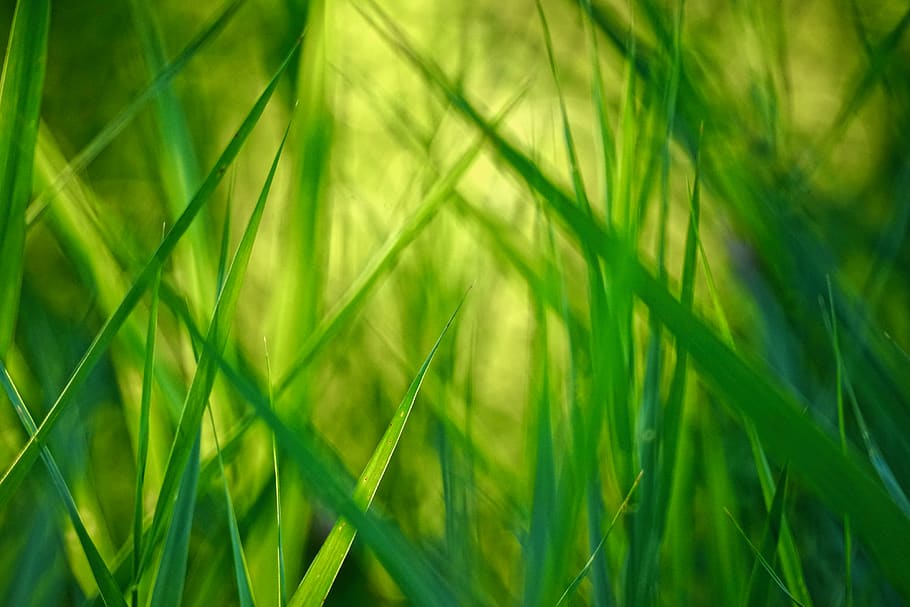 green grass wallpaper, plant, lawn, spring, nature, background HD wallpaper