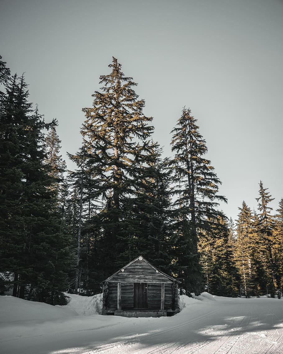 house near tree, cold temperature, snow, winter, plant, architecture HD wallpaper