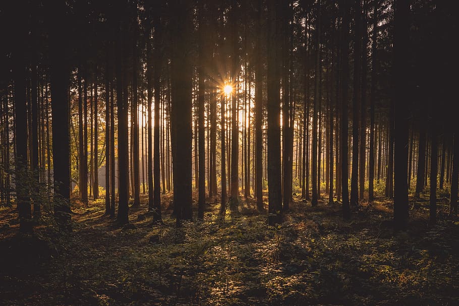 dawn, forest, dusk, landscape, nature, outdoors, silhouette HD wallpaper