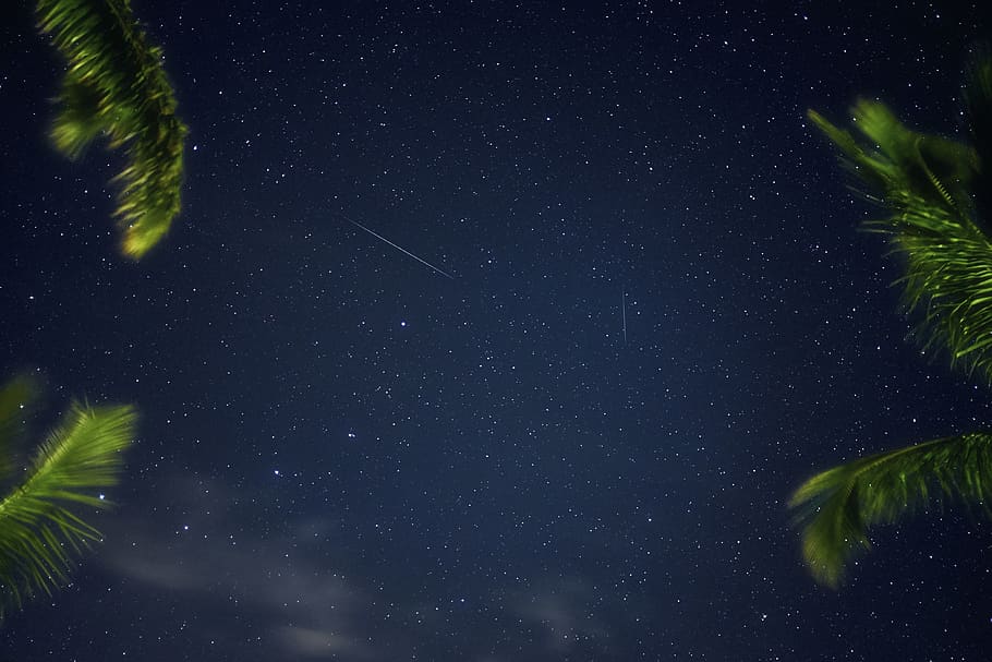 dark, night, sky, blue, stars, leaf, tree, space, astronomy HD wallpaper