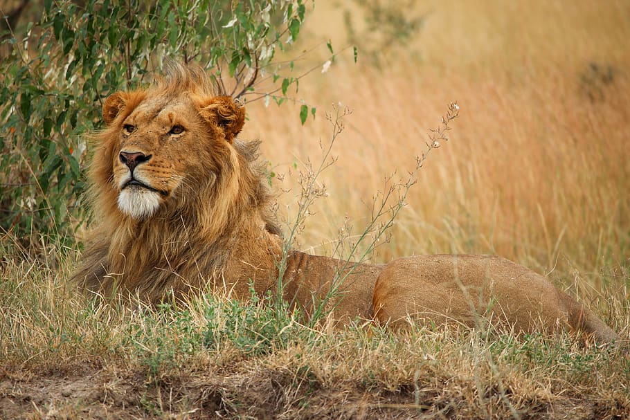 A lion lying on the ground., kenya, masai mara game reserve, africa HD wallpaper