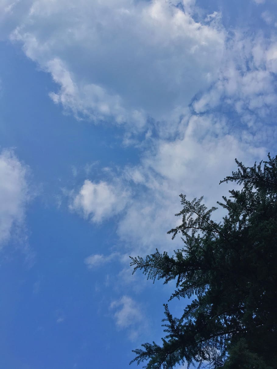 blue sky, mid-summer, pine, cloud - sky, tree, plant, low angle view HD wallpaper