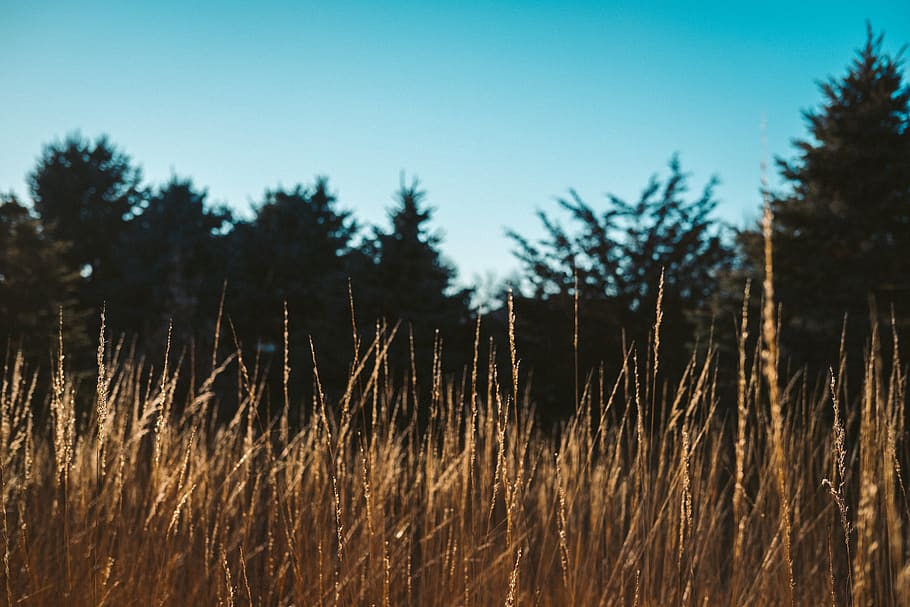 field, trees, wheat, background, plant, tranquility, growth HD wallpaper