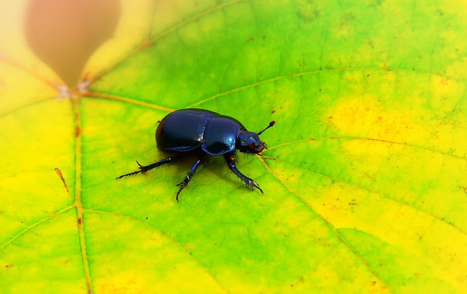 black beetle on yellow leaf, plant, invertebrate, animal, insect
