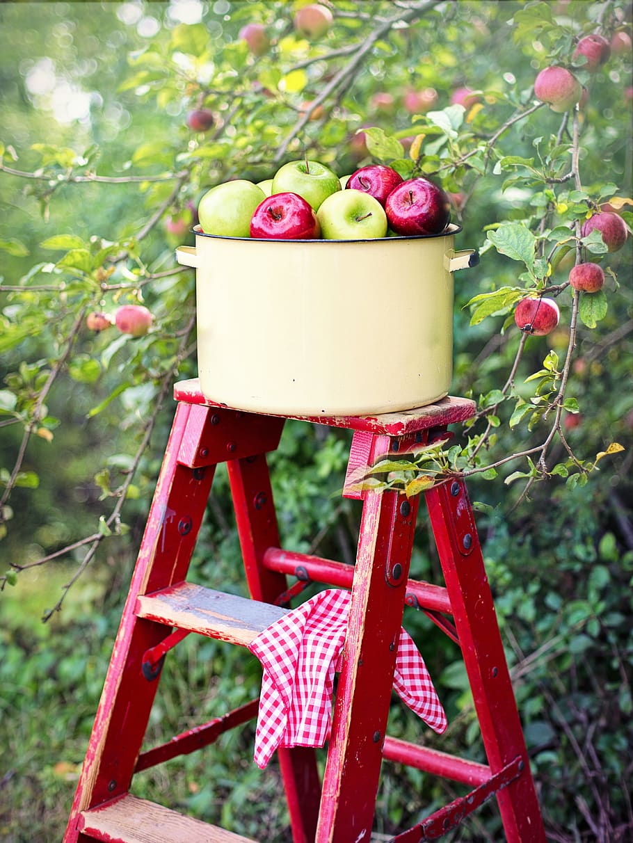 apples, apple orchard, apple picking, picking apples, red, green, HD wallpaper