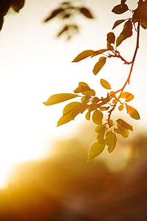 close up photography of green plant, leaf, sunshine, branch, nature HD wallpaper