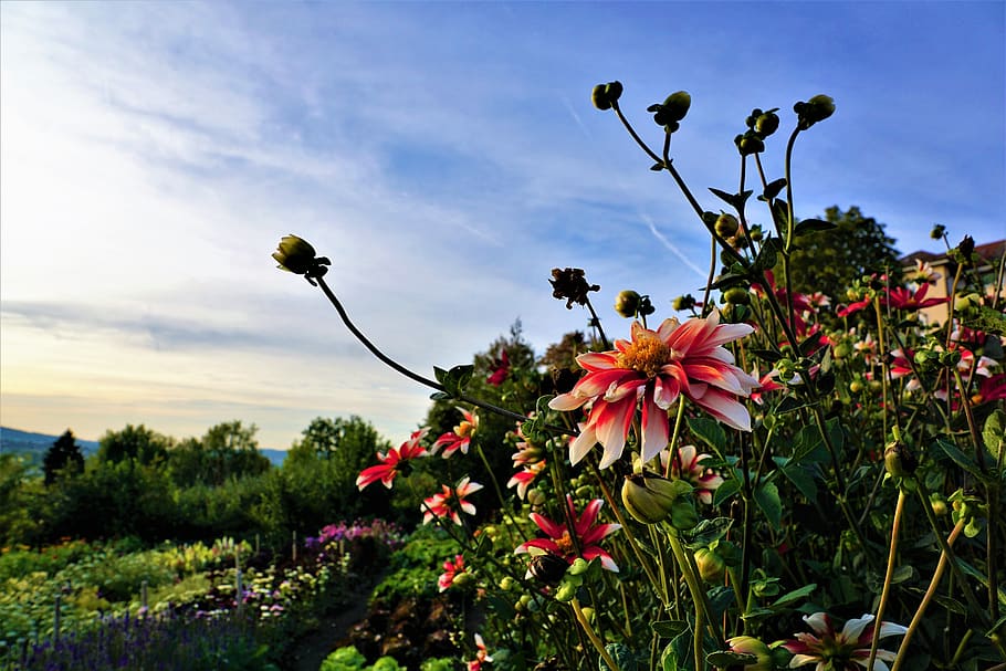 flower, red, nature, sky, color, love, romance, close up, beauty HD wallpaper