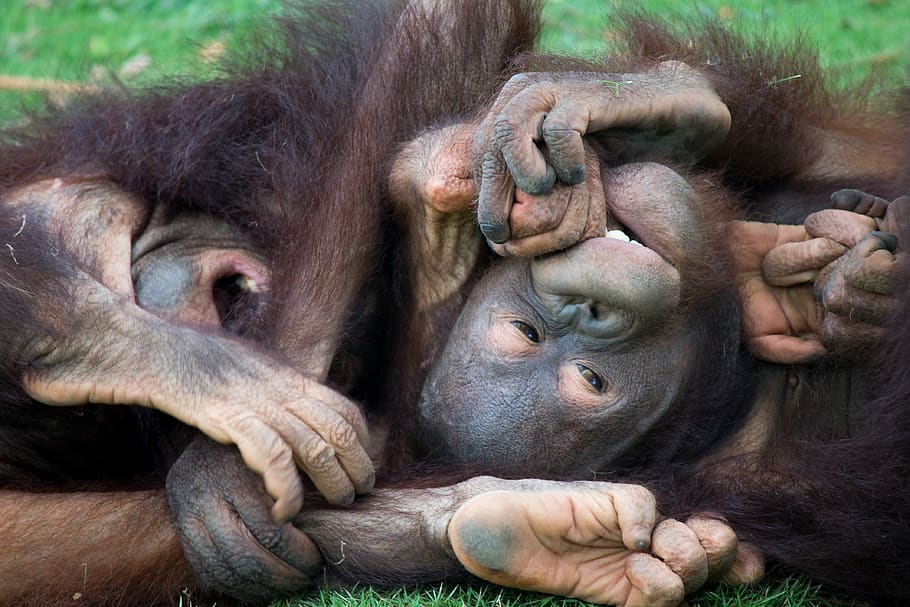 nature, monkey, primate, ape, mammal, animal wildlife, group of animals HD wallpaper