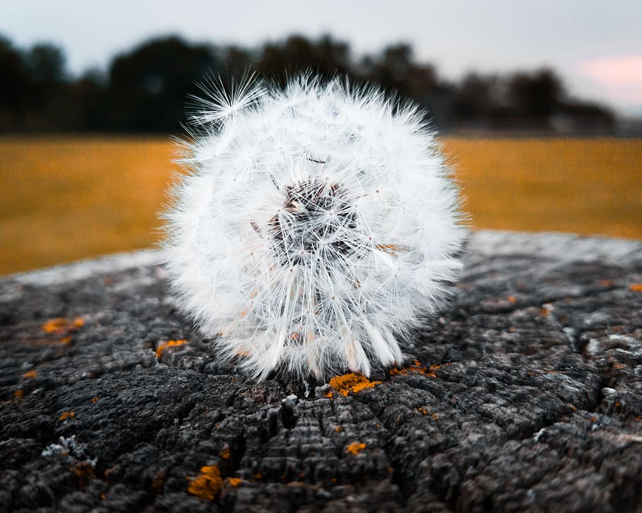 canada, toronto, dandelion, trees, macro, forest, nature, plant HD wallpaper