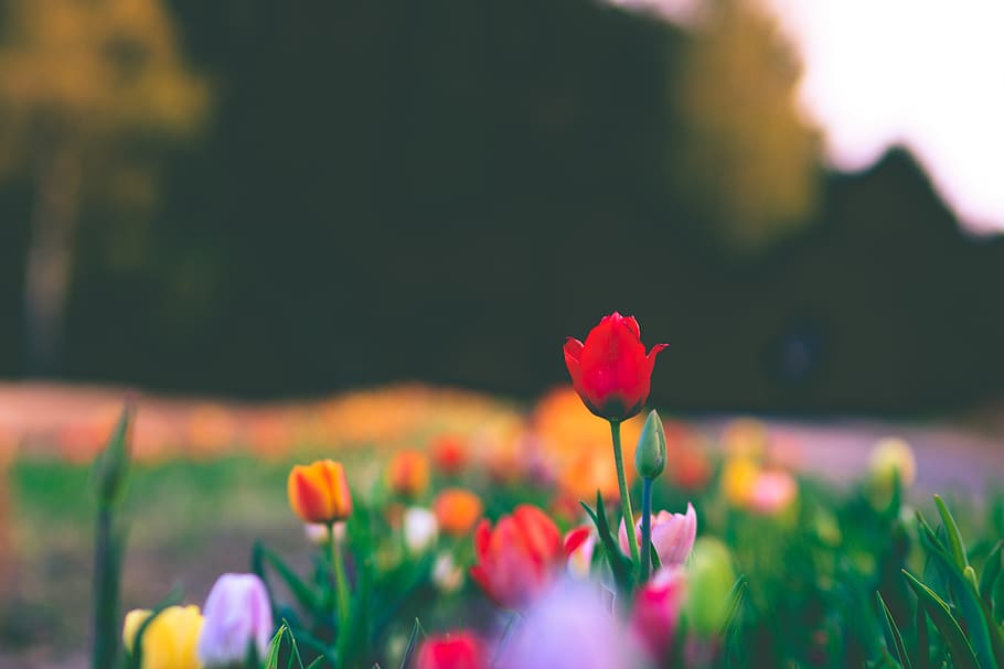 germany, bokeh, springtime, flower, flowers, spring 2018, flowering plant HD wallpaper