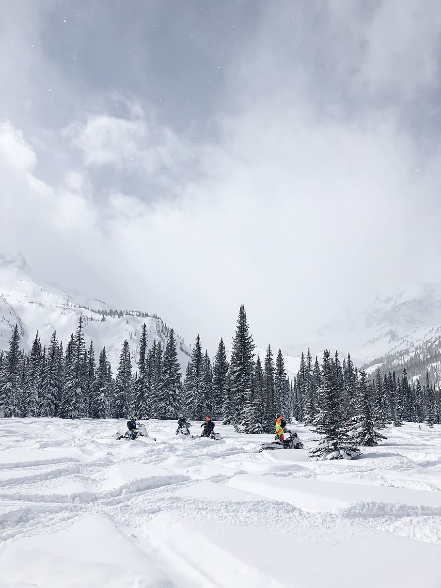 people on snowmobile, tree, plant, abies, fir, nature, outdoors HD wallpaper
