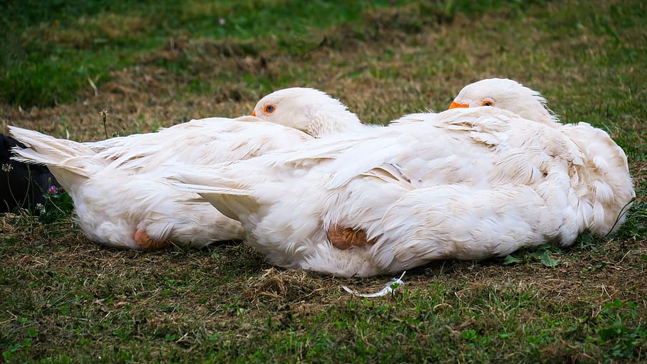 geese, farm, break, concerns, rest, sleep, pasture, agriculture HD wallpaper