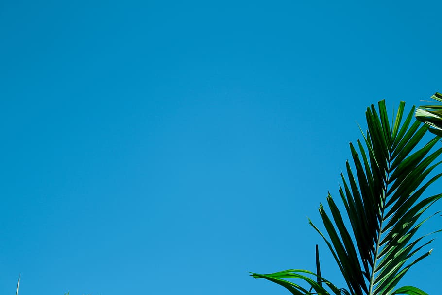 green palm plant, leaf, blue, plant part, palm leaf, copy space HD wallpaper