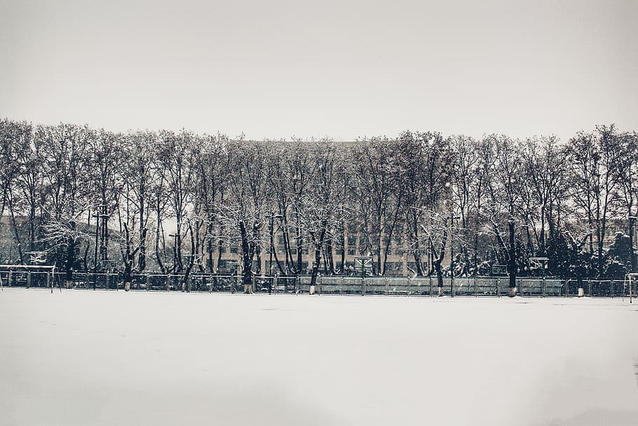 snow, winter, cold temperature, tree, plant, nature, beauty in nature HD wallpaper