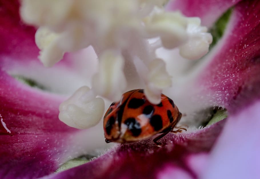 macro, ladybug, insect, fly, animal, nature, flower, fragrance HD wallpaper