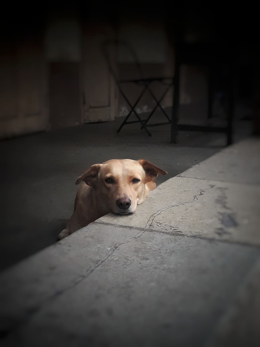 india, pune, dog, canine, pets, one animal, domestic, domestic animals HD wallpaper