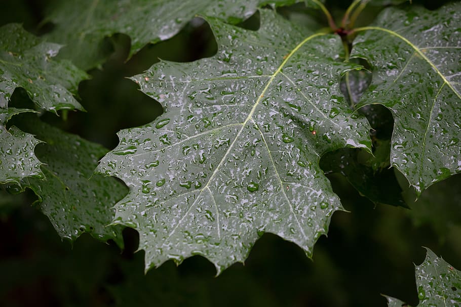 Green Leaf Plant With Water Dews Closeup Photography, bright HD wallpaper
