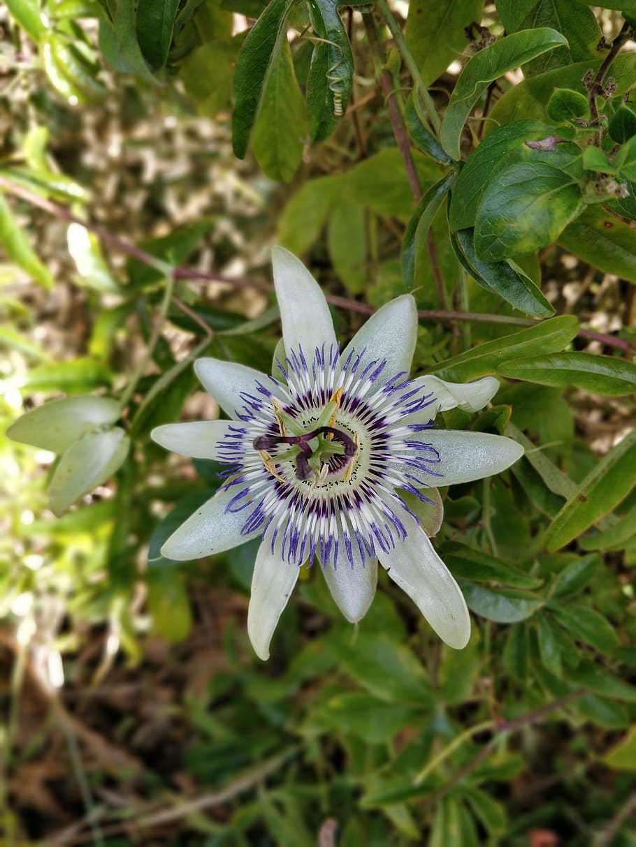 flower, white, plant, violet, petals, flowering plant, fragility HD wallpaper