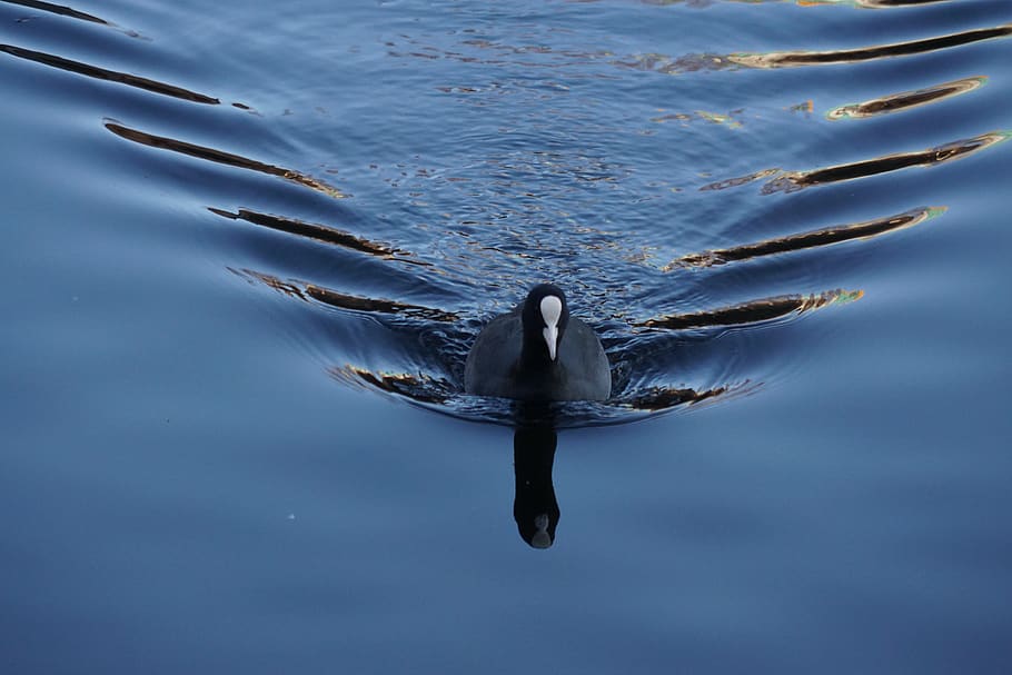 coot, waves, bird, paddle, water, waterfowl, swimming, freshwater HD wallpaper