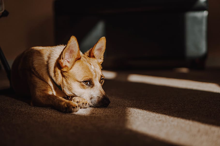 short-coated brown dog, canine, pet, animal, mammal, flooring HD wallpaper