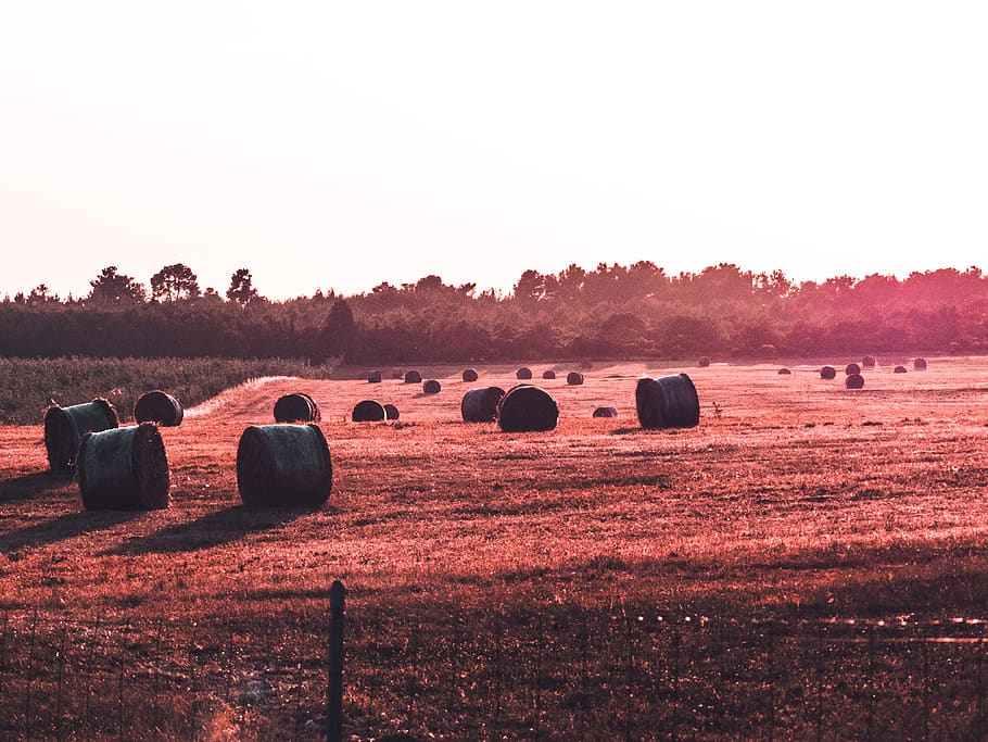 hays on field, landscape, bale, sky, plant, tranquil scene, tranquility HD wallpaper