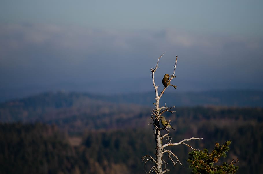 bird, resin, forest, macro, nature, autumn, branches, leaves HD wallpaper