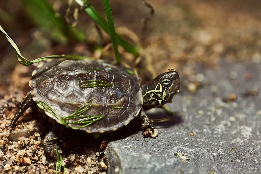 turtle, water turtle, reptile, tortoise shell, nature, animal HD wallpaper