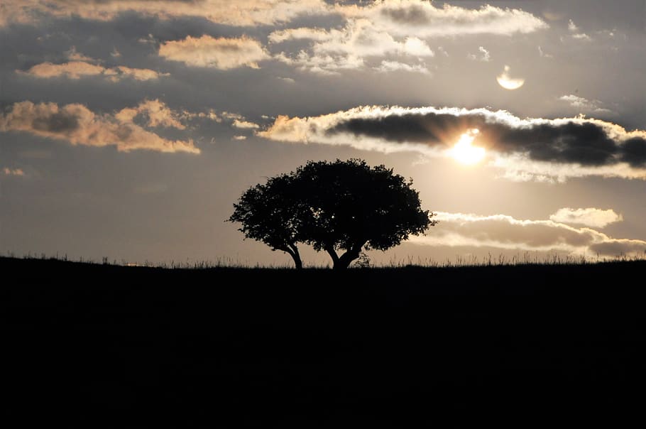 sunset, black, landscape, nature, clouds, twilight, tree, sky HD wallpaper