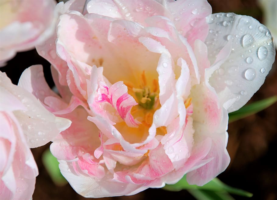 tulip, pink, spring, blossom, bloom, drop of water, flowering plant HD wallpaper