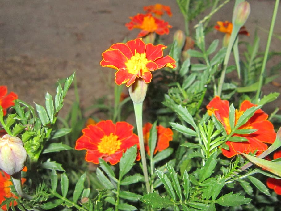 flowers, flowering plant, freshness, fragility, petal, growth HD wallpaper