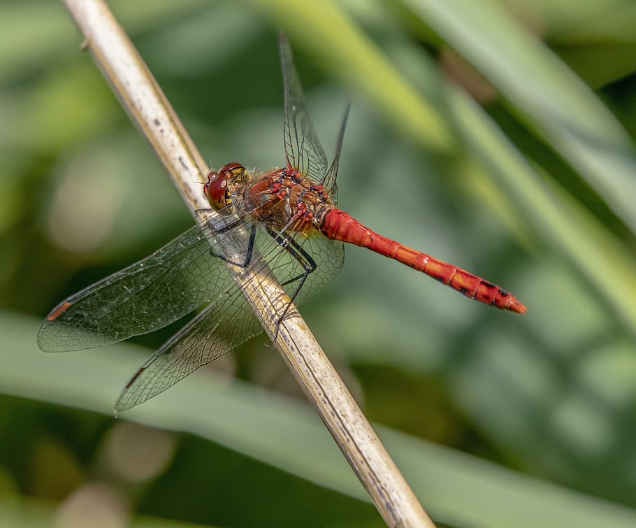 dragonfly, red, wings, leaf, insect, nature, summer, green HD wallpaper