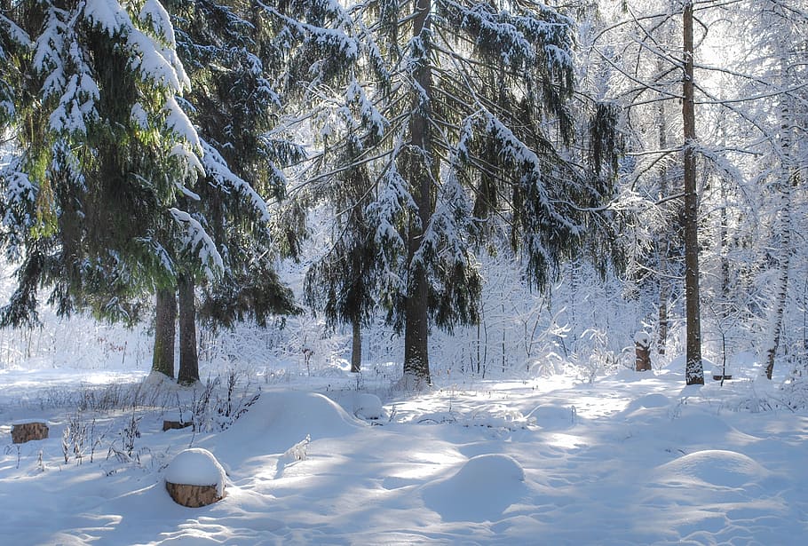 winter, forest, snow, trees, nature, russia, landscape, cold temperature HD wallpaper