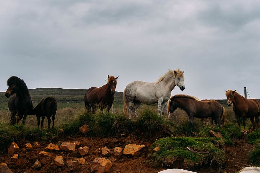 iceland, group of animals, mammal, domestic, domestic animals HD wallpaper