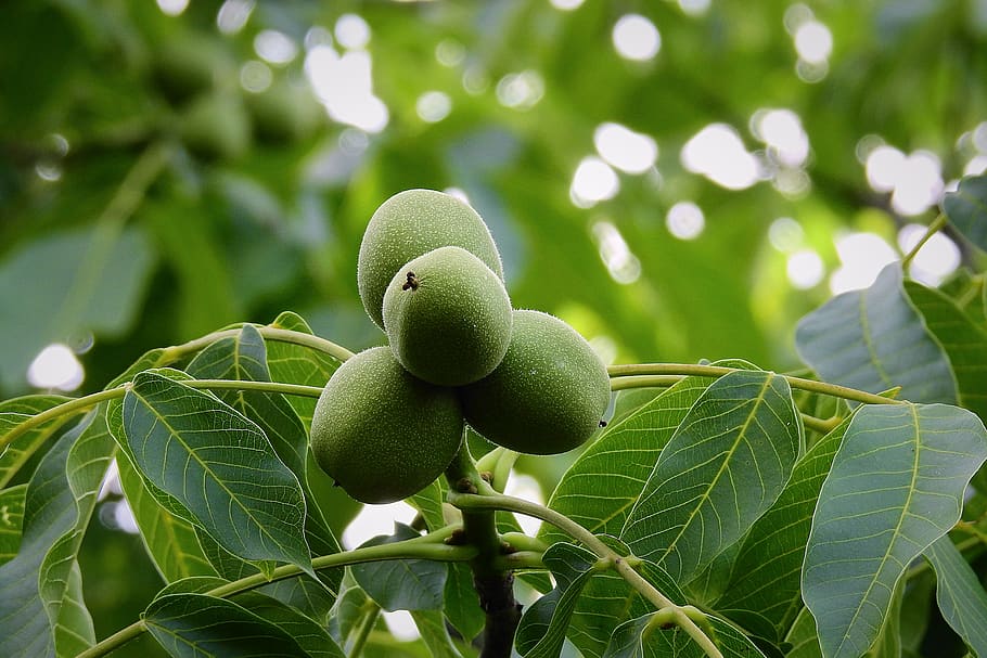 walnut, tree, green, nature, food, plant part, leaf, fruit HD wallpaper