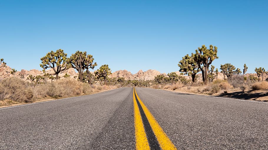empty road between tall tress during daytime, transportation HD wallpaper