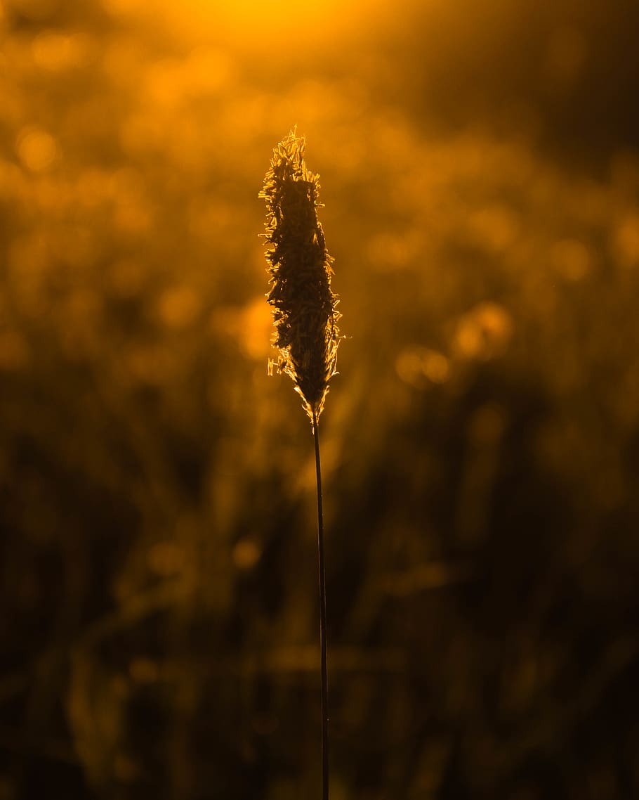 sunset, nature, corn, yellow, macro, plant, focus on foreground HD wallpaper
