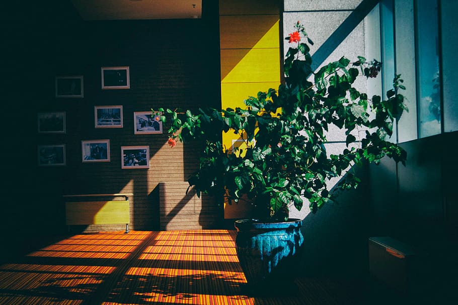 architecture, building, indoor, interior, plants, house, living room HD wallpaper