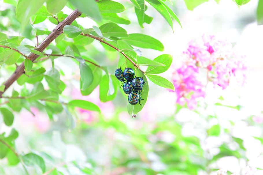 insects, bug, the leaves, summer, mating, animal themes, animal wildlife HD wallpaper