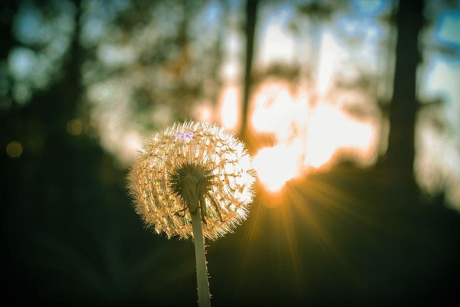 dandelion, flower, wind, delicate, spring, plant, seeds, flora HD wallpaper
