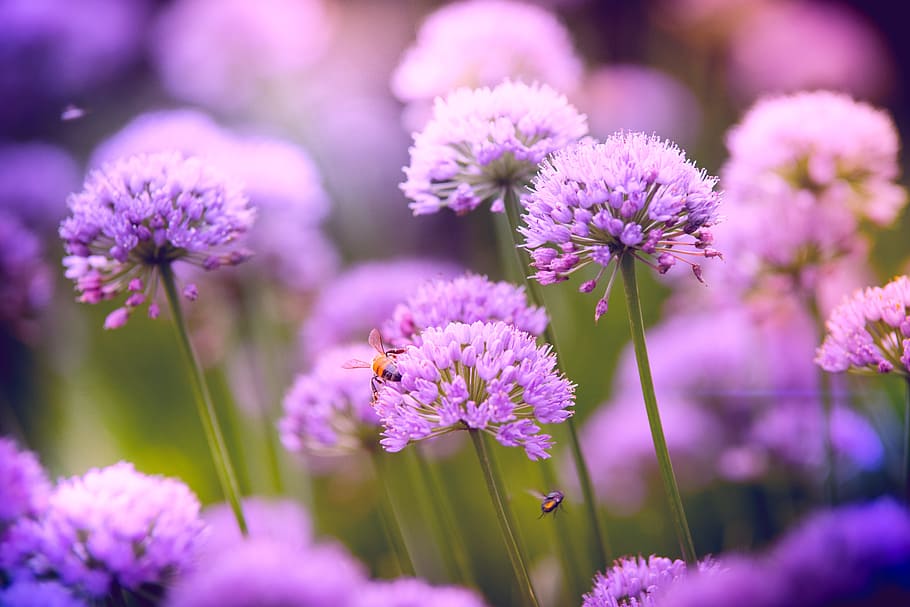 Selective Focus Photography of Purple Allium Flowers, beautiful HD wallpaper