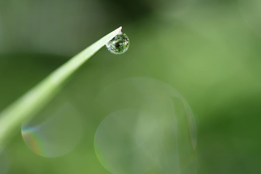 water, drops, grass, blade, macro, green color, plant, beauty in nature HD wallpaper